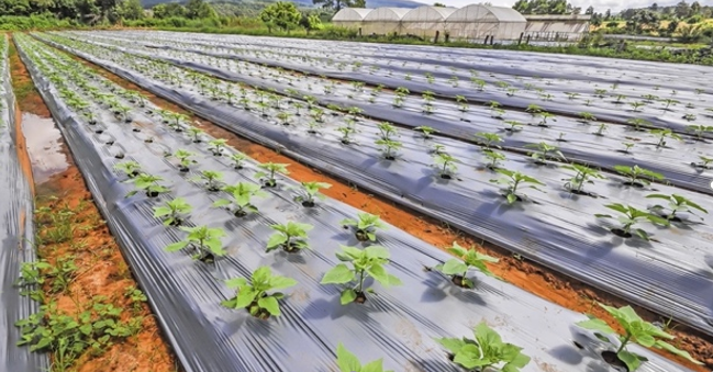 MULCHING PLASTIC 1.2 M X 400 M